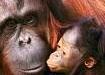 nuova minaccia oranghi: fame