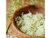 Primi freddi: sambuco salice contro malanni d'autunno