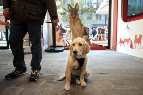 TEMPORARY ROYAL CANIN A MILANO PER LA MISSIONE NUTRIZIONE