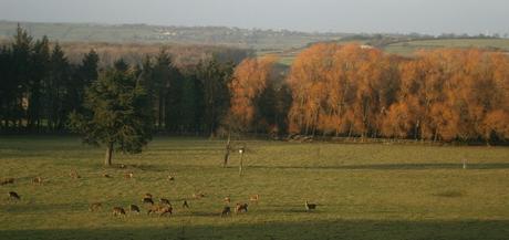 ♚ NOBLE MANSIONS AND CROWNS ♚ HRH Princess Mary & Harewood House and Gardens.