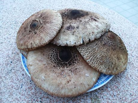 Mazze da Tamburo a cotoletta (Macrolepiota Procera)