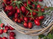 Cinorrodi rosa canina