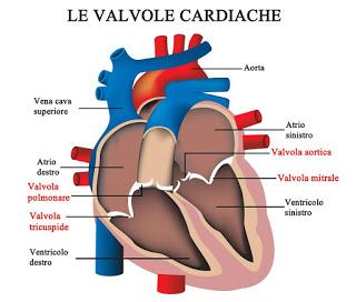 ROMA. Stenosi aortica: penalizzati i pazienti più gravi. Cardiologi e cardiochirurghi sollecitano Governo e Regioni.