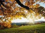 sono splendide queste giornate sole autunnale? poesia Vincenzo Cardarelli