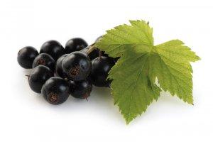 ribes nero