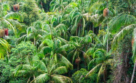 La vegetazione che ancora  permane (tre miliardi di alberi) sulla Terra