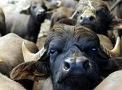 Allevamento bufale Salerno sotto sequestro