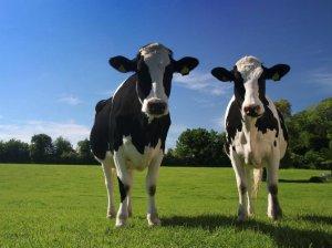 Fertilità bovina e medicina omeopatica veterinaria