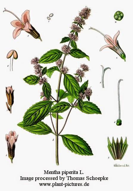 Menta, olio essenziale