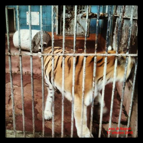 Zoo, il carcere di Kashmir, Valentina e Kira