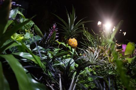 Lowline, in mostra il primo parco sotterraneo al mondo. Ananas, fragole e alberi vivono grazie a… sole e crowdfunding