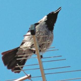 Cornacchia salvata dalla mobilitazione di un quartiere
