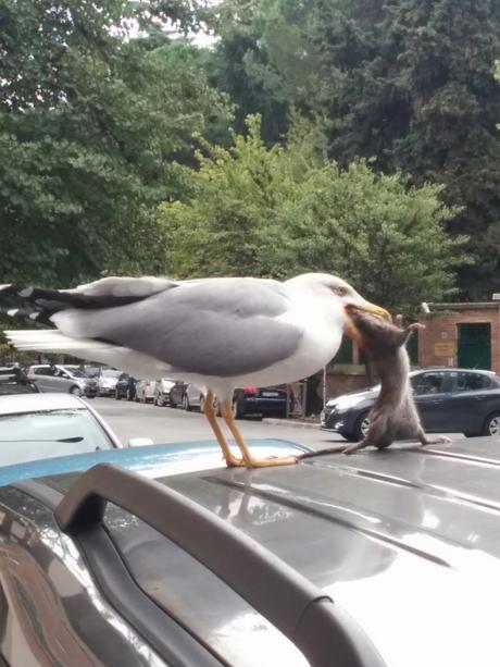 Le lotte tra gabbiani e topi. Metafora di una città ridotta come è difficile raccontare. Tutte le foto