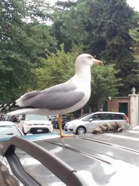 Le lotte tra gabbiani e topi. Metafora di una città ridotta come è difficile raccontare. Tutte le foto