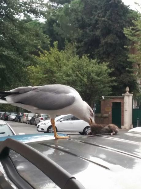 Le lotte tra gabbiani e topi. Metafora di una città ridotta come è difficile raccontare. Tutte le foto