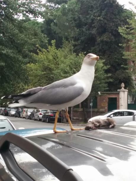 Le lotte tra gabbiani e topi. Metafora di una città ridotta come è difficile raccontare. Tutte le foto