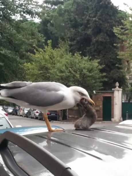 Le lotte tra gabbiani e topi. Metafora di una città ridotta come è difficile raccontare. Tutte le foto