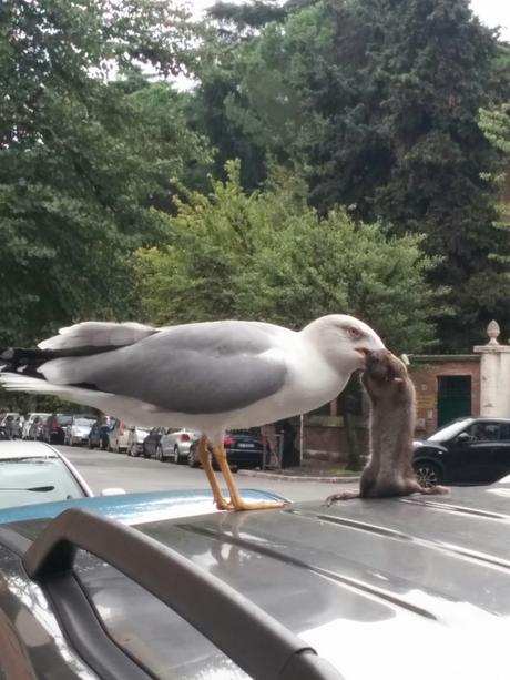 Le lotte tra gabbiani e topi. Metafora di una città ridotta come è difficile raccontare. Tutte le foto