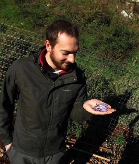 Giulio Garzisi con una manciata dei suoi fiori di zafferano