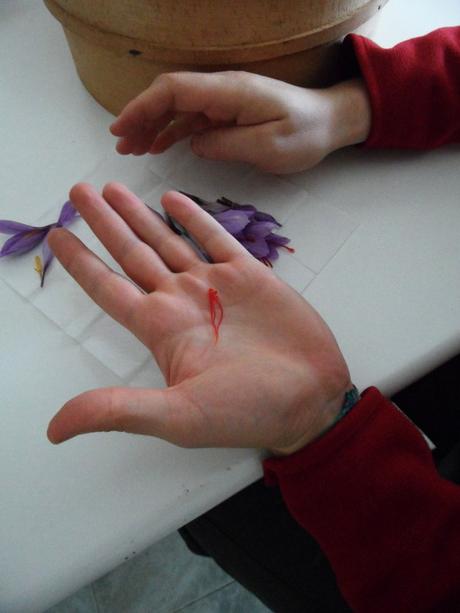 Gli stimmi, parte femminile del fiore, sono di un rosso acceso