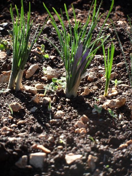 I fiori di zafferano vanno raccolti prima che la luce del sole li tocchi direttamente