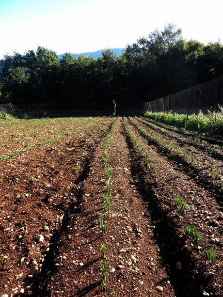 Il campo di Giulio Garzisi è quasi pronto per la fioritura di fine ottobre