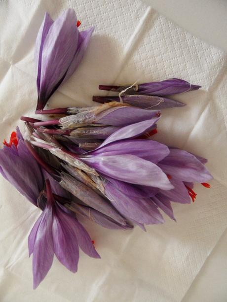 I fiori di zafferano raccolti per una lavorazione dimostrativa, non destinata alla produzione