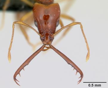 AntWeb.org image of Order:Hymenoptera Family:Formicidae Genus:Acanthognathus Species:Acanthognathus teledectus Specimen:casent0039799 View:head
