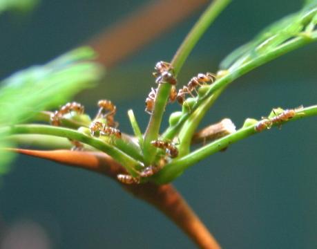 Il mondo delle formiche – ruolo ecologico