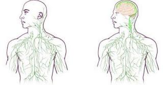 Collegamento tra cervello e sistema immunitario