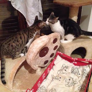 PAVIA. palline micio-solidali forma gattino aiutare 