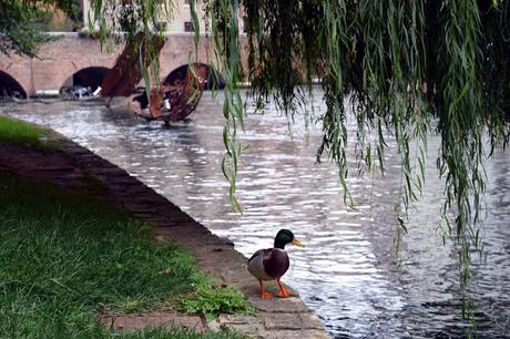 cosa vedere a treviso