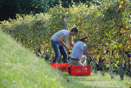 la darbia vendemmia nebbiolo 2