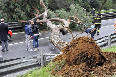 Licenza di uccidere trascurando gli alberi