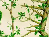 Mirra, olio essenziale