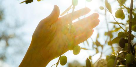 Raccolta delle olive