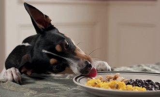 La dieta BARF nell'alimentazione del cane