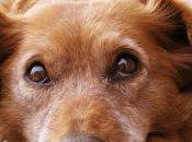 Magnesia muriatica Omeopatia veterinaria