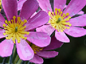 Come fare mazzo fiori cartoni della uova