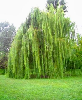 Erbe in tintura, infuso, olio essenziale, Origano e Salice