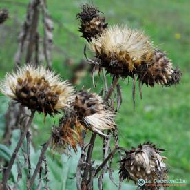 blogtour, aifb, garfagnana, bancagermoplasma, agricoltoricustodi