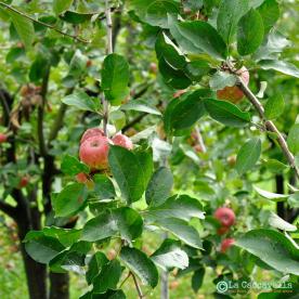 blogtour, aifb, garfagnana, bancagermoplasma, agricoltoricustodi