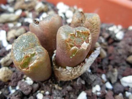 Le lumache sono la causa di morsi alle piante succulente. Esistono molti rimedi naturali per combatterle e tenerle lontane dalla nostra collezione di piante grasse, senza ricorrere per forza a rimedi chimici come i lumachicidi.