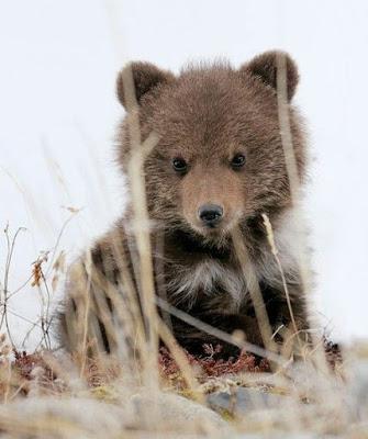 Che animale sono?