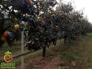 Alla scoperta della società agricola Divano S.r.l. e dei kaki