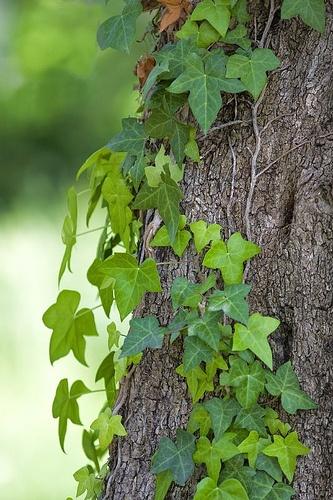 EDERA PER FIORIERE E GHIRLANDE D'AUTUNNO