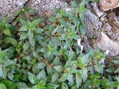 Parietaria, come fare un cataplasma, infusi, un vino per il fegato e un miele per i polmoni