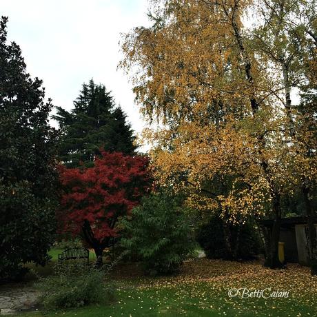 #fioridivenerdì- – – – – autunno, che spasso tra le foglie