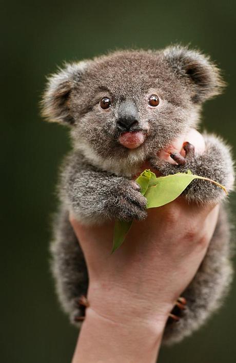 Cinque anni da Sir Koala Londinese!