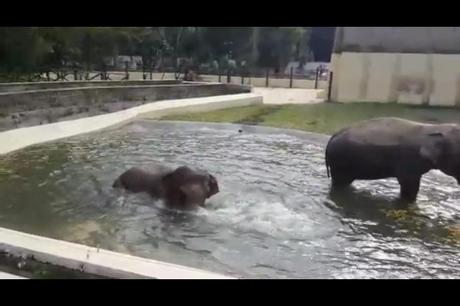 elefanti zoo di napoli